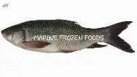 Rohu Fish