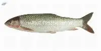 Mrigal Fish