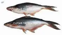 Pangasius Fish