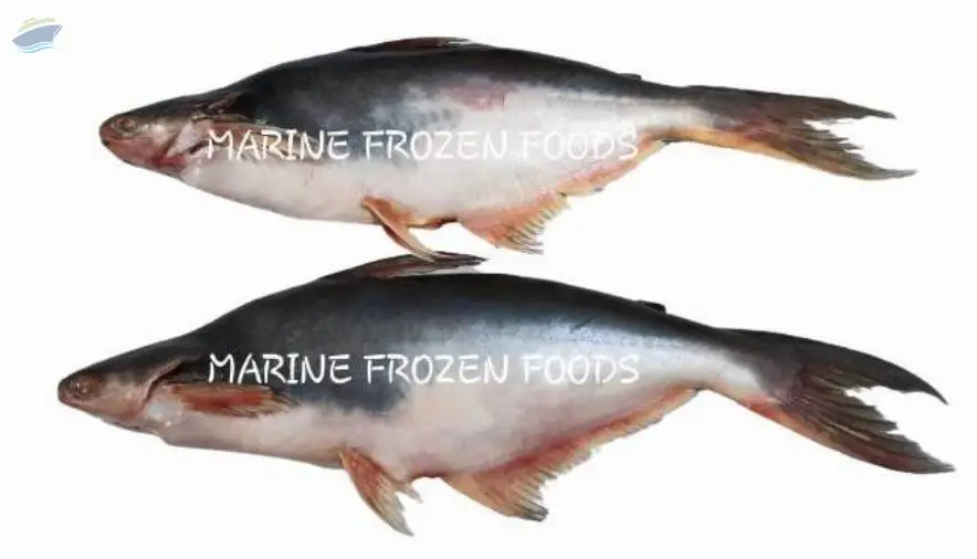 Pangasius Fish