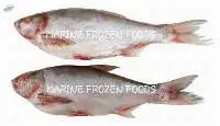 Silver Carp Fish