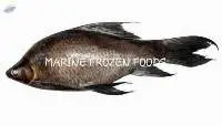 Kalibaush Fish