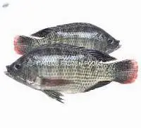 Tilapia Fish