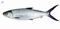 Milkfish