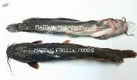 Magur/Catfish