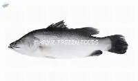 Barramundi/Seabass Fish