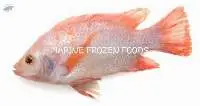 Red Tilapia Fish