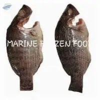 Tilapia GGS