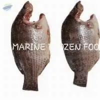 Tilapia Moon Cut