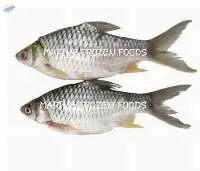 Puti W/R Fish