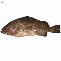 Grouper Fish