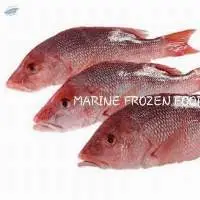 Red Snapper Fish