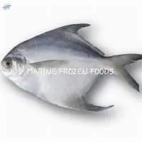White Pomfret Fish