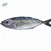 Big Eye Scad Fish