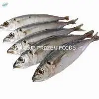 Round Scad Fish