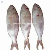 Threadfin Bream Fish