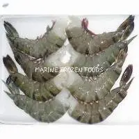 Tiger Shrimp H/L