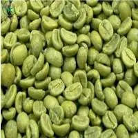 Arabica Lam Dong Commercial Green Coffee Beans
