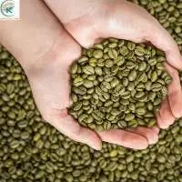 Coffee Specialty Arabica Coffee Green Beans