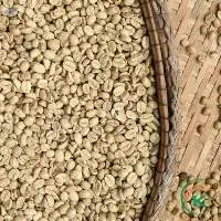 Coffee Vietnam Robusta Green Beans Coffee