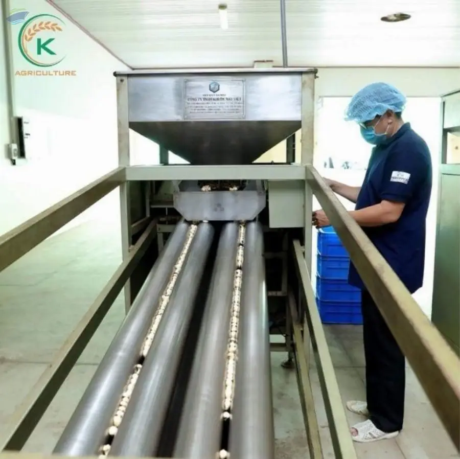 Cashew Nuts W320 Vietnam