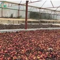 Coffee Arabica Dalat Coffee Green Beans S16