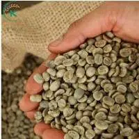 Best Quality S18 Coffee Arabica Lam Dong