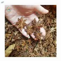Spring Harvest Star Anise Wholesale