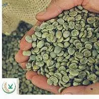 High Grade Coffee Arabica Lam Dong S18