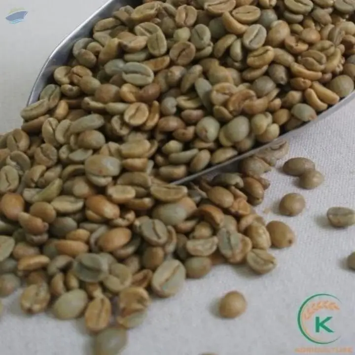 Robusta Coffee Green Beans G1, S18
