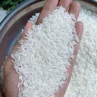 Jasmine rice