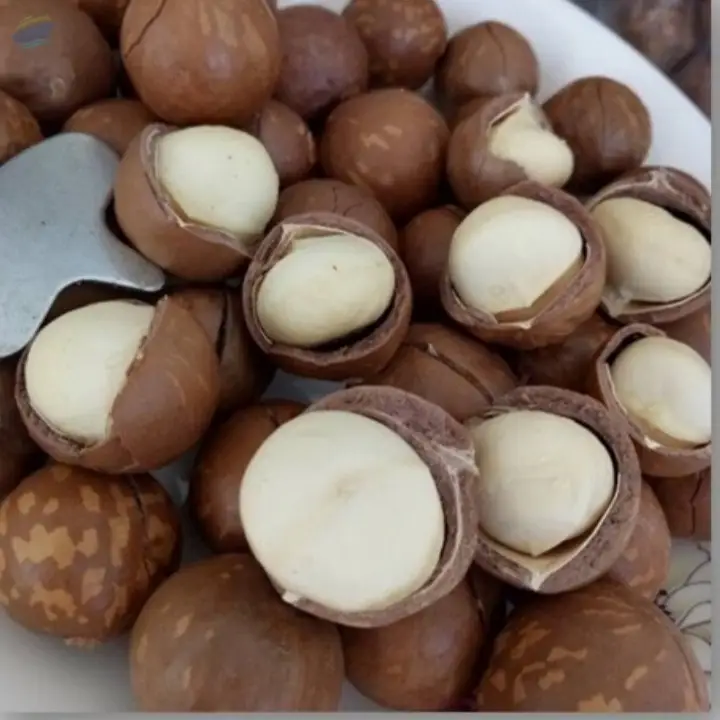 Macadamia Nuts - Vietnam Origin