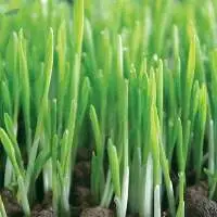 Barley Grass Powder