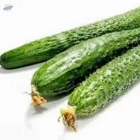 Cucumber Powder