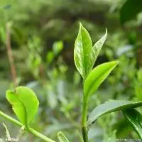 Matcha Powder