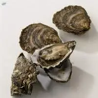 Oyster Powder
