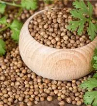 Coriander