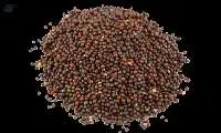 Mustard Seed