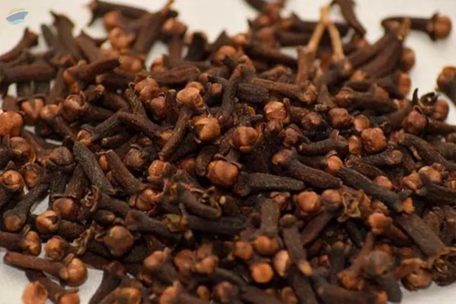 Clove