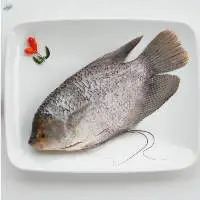 Carp Whole