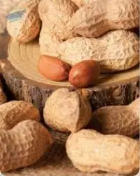 Peanut 