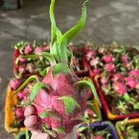 Fresh Dragon Fruit White and Red Flesh