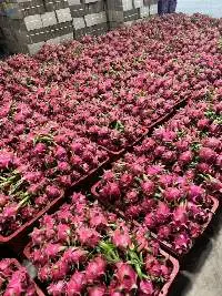 Fresh Dragon Fruit