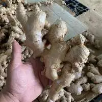 Fresh Ginger