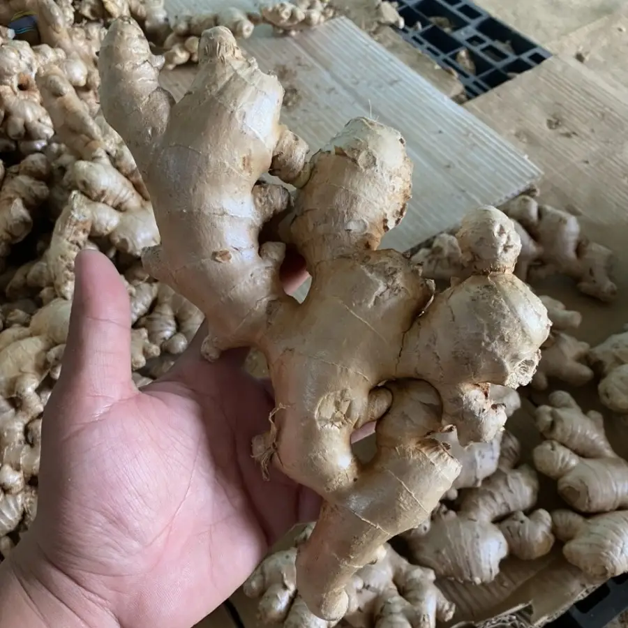 Fresh Ginger
