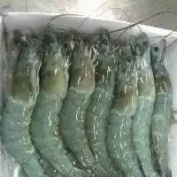 Frozen Vannamei HOSO Shrimp