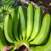 Fresh Cavendish Banana