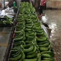 Fresh Cavendish Banana