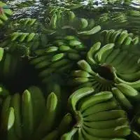 Fresh Cavendish Banana