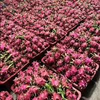 Fresh Dragon Fruit